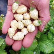 Саженец Лесная земляника Белоснежка в контейнере